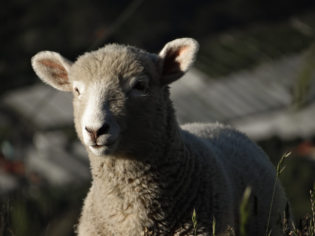 Photo Fluffy sheep